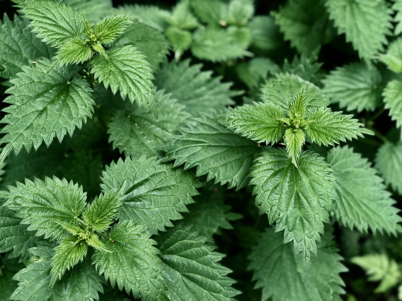 sharp, backgrounds, garden, fern, leaf, conifer, spring, selective focus, stinging, food, close-up, plant, growth, nature, tree, leaves, food and drink