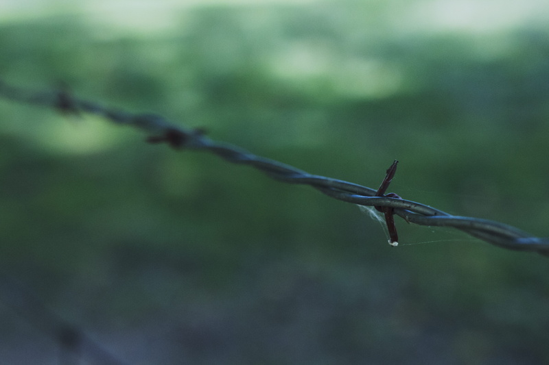twisted, scenery, green, mid-air, spider web, spread wings, close-up, 5K, day, chesterton, field, fence, one animal, edge, farm, barbed wire, outdoors
