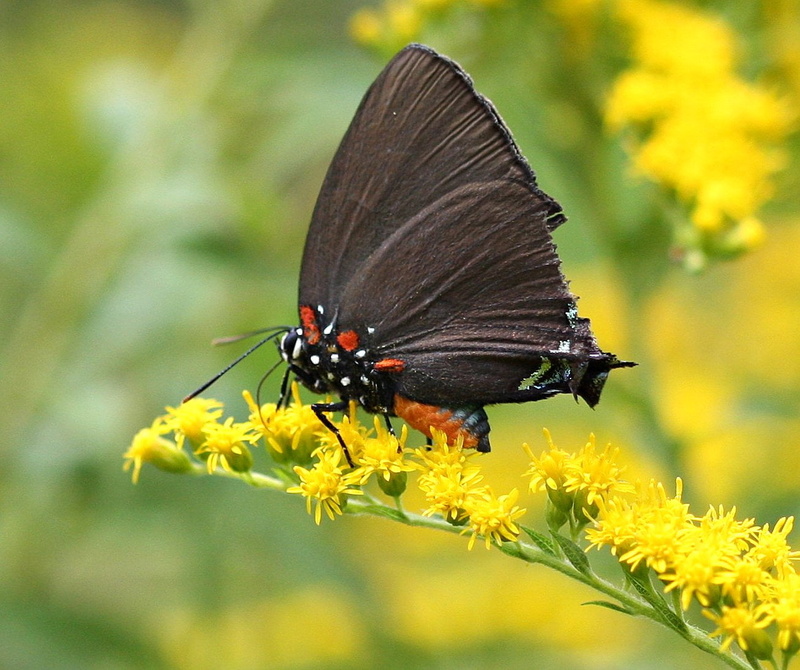 insect, Theclinae, summer, red  blue, black, beauty In Nature, dots, Exhibitions, selective focus, nature, midsize, selective, springtime, butterfly, Lycaenidae