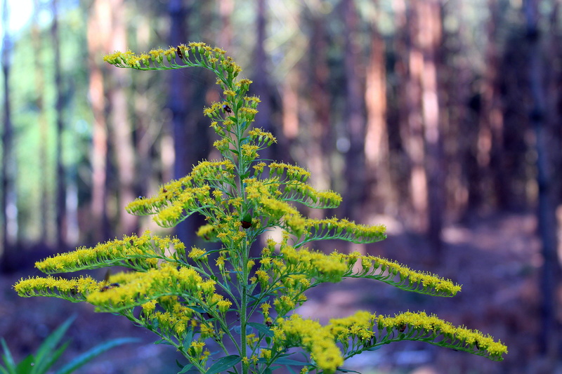 no people, goldenrod, plants, pine tree, woodland, environment, sunlight, leaf, green color, plant, tree, 5K, summer, ornamental garden, beauty in nature