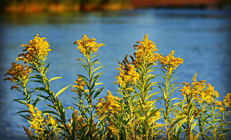 nature, beauty in nature, yellow flower, sunshine, outdoors, lake, goldenrod, river, flowering plant, growth, close-up, no people, day, scenics - nature