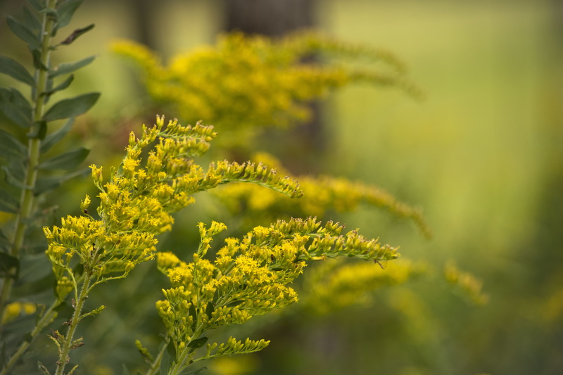goldenrod, green color, flowering plant, autumn, selective focus, rural, flower, blossoms, yellow, plants, day, tranquility, leaf, 5K, close-up, wildflowers