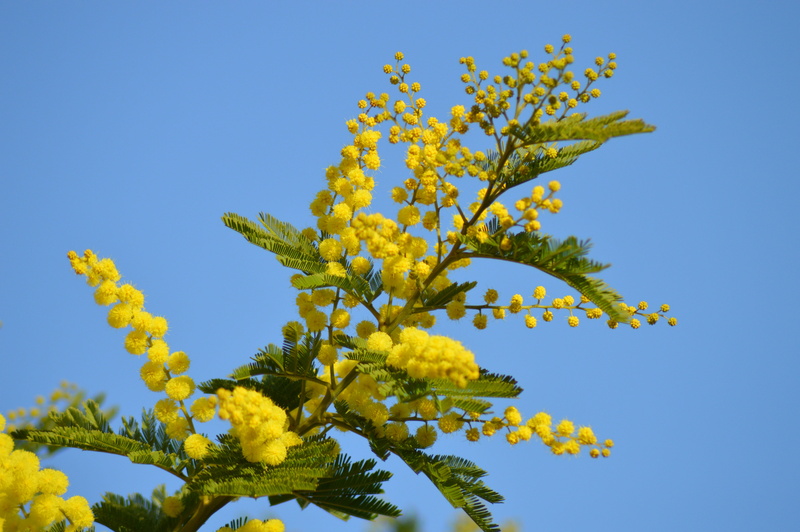 petal, close-up, Yellow, yellow flower, outdoors, nature, blue, Flower, flower head, provence, growth, flowers, goldenrod, beauty in nature, sky, flowering