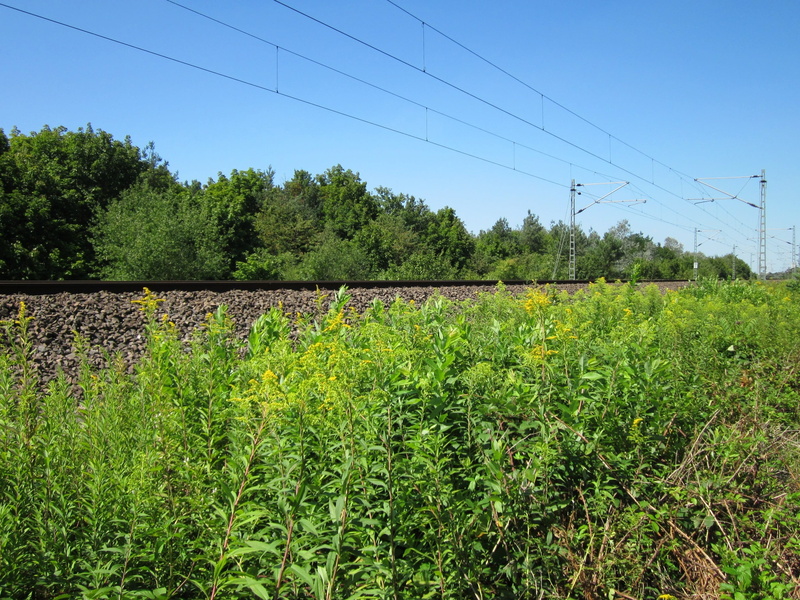 power supply, infrastructure, beauty in nature, tranquil scene, train, farm, transport, plantation, scenics - nature, Solidago Canadensis, goldenrod, growth