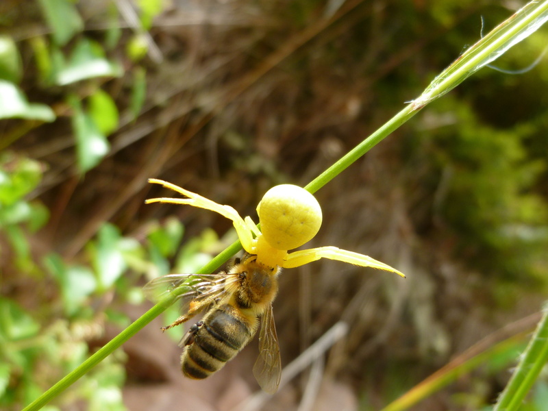 insect, prey, close-up, outdoors, spider, hunter, springtime, plant, beauty in nature, animal, arachnids, no people, ansitz hunter, green color, flower head