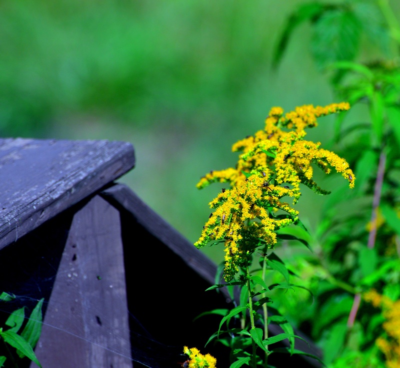 focus on foreground, nature, day, yellow, growth, freshness, no people, flower head, outdoors, 2K, weed, railing, green color, flower, fragility, wood - material