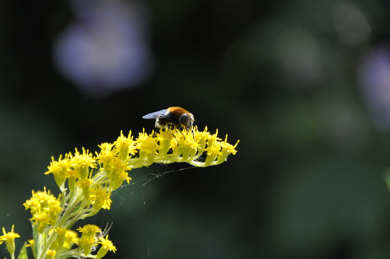 flower head, one animal, summer, pollination, nature, beauty in nature, invertebrate, no people, animal themes, close-up, outdoors, animals in the wild