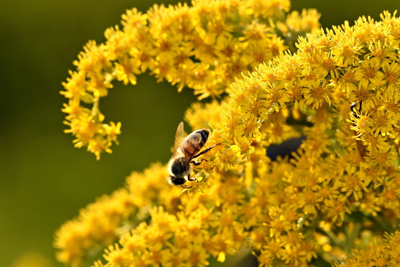 perennial, pollen, animal, freshness, flower, pollination, fragility, close-up, bumblebee, outdoors, growth, flowering plant, canadian goldenrod, ornamental
