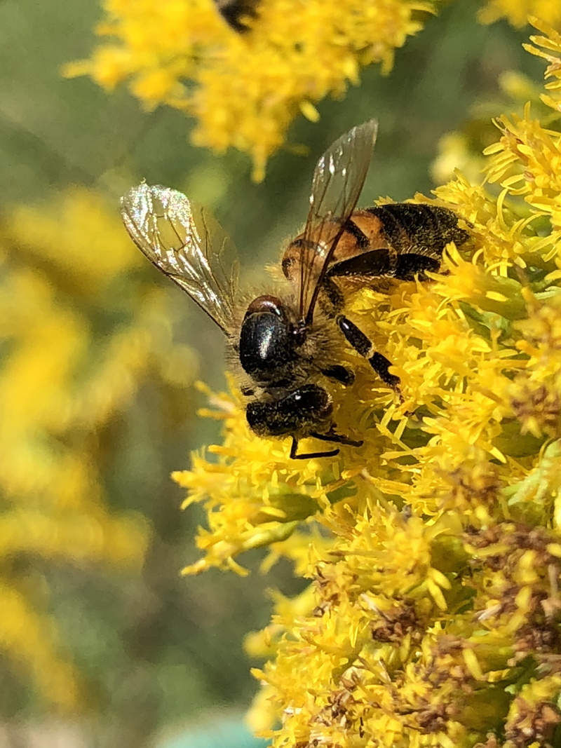 animal, freshness, nectar, goldenrod, close-up, petal, beauty in nature, bee, animal wildlife, fragility, yellow, plant, 4K, animal wing, pollination