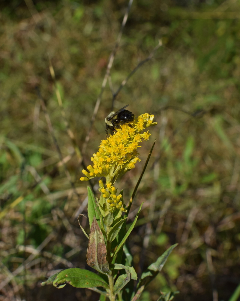 2K, outdoors, animal themes, insect, yellow, freshness, butterfly, animals in the wild, one animal, flower, plant, fall, no people, nature, pollination