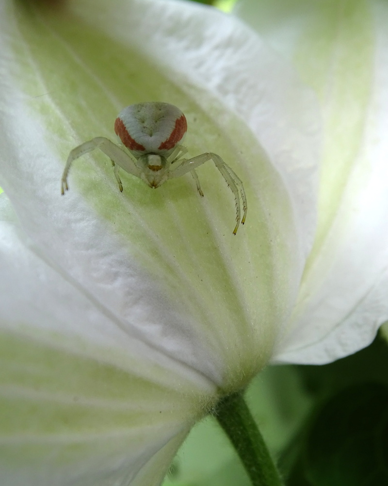 one animal, flowering plant, plant, animal, petal, freshness, small spider, arachnid, vulnerability, beauty in nature, spider, fragility, animals in the wild