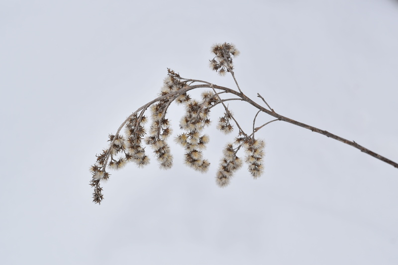 winter, ice, white, flower, dry grass in snow, cold temperature, day, solidago gigantea, branch, natural, no people, beauty in nature, focus on foreground