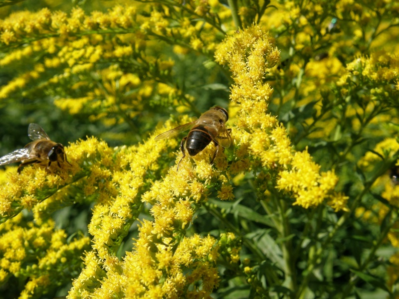 pollination, animal wildlife, flowering plant, vulnerability, flower, plant, growth, beauty in nature, nature, bee, animal, freshness, flower head, fragility