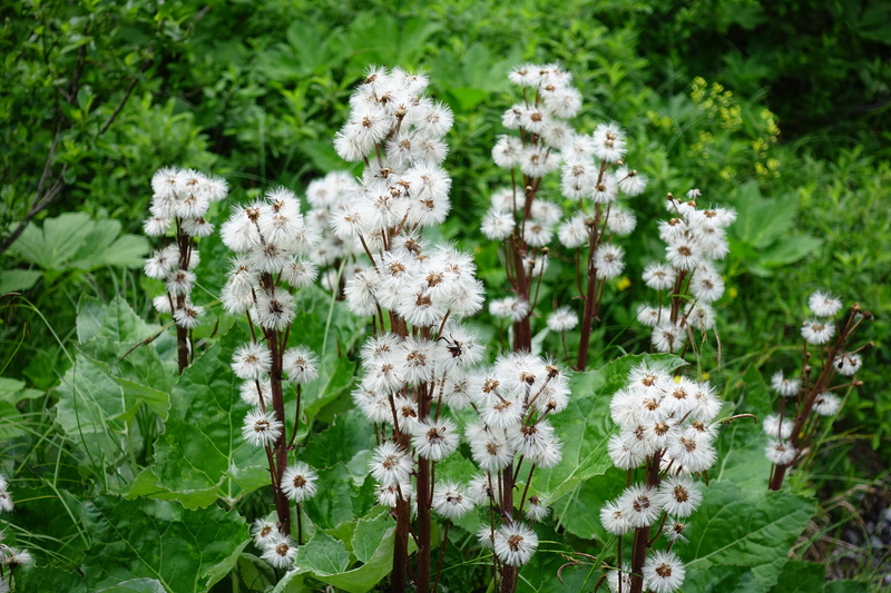 flowering plant, focus on foreground, land, globose, selective focus, fragility, field, beauty in nature, moor flower, infructescence, plant, pappus, flower head