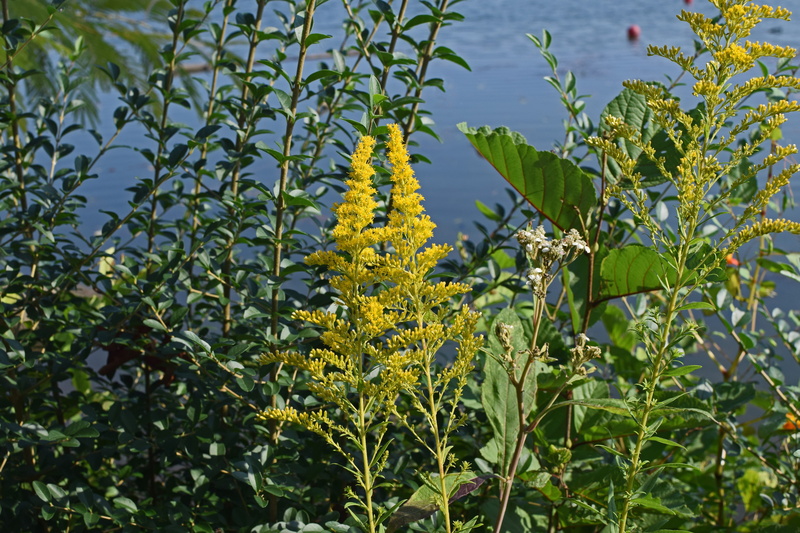growth, yellow, bloom, flowering plant, flower, goldenrod at lakeside, summer, flower head, colorful, nature, tranquility, vulnerability, allergen, 5K