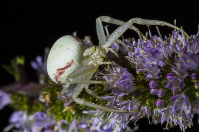 animal themes, no people, purple, flowering plant, animals in the wild, black background, nature, animal wildlife, Misumena Vatia, invertebrate, vulnerability