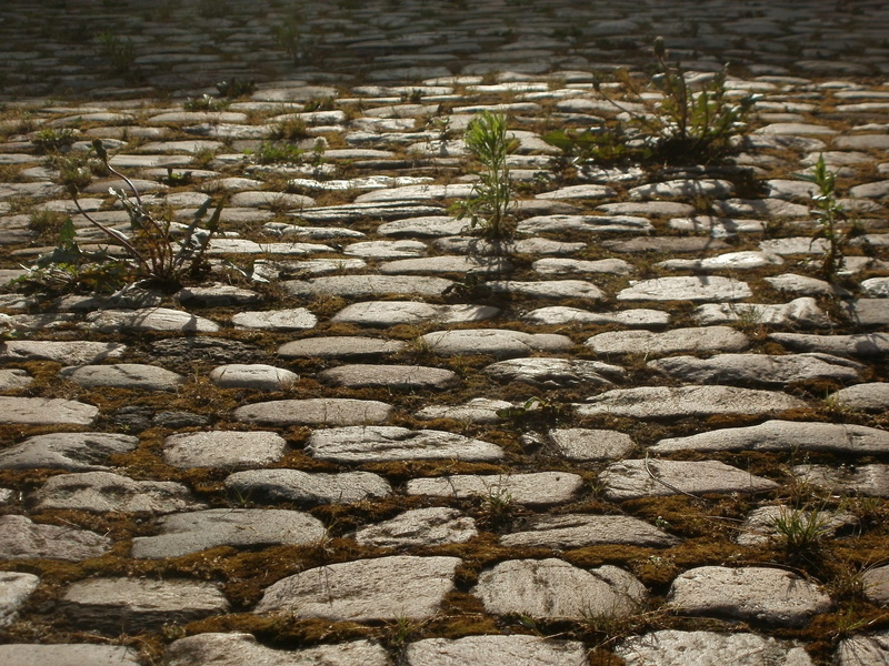 no people, full frame, growth, weed, stone - object, Plant, pebble, alligator, reflection, invasive, outdoors, rock, water, nature, cobblestones, close-up