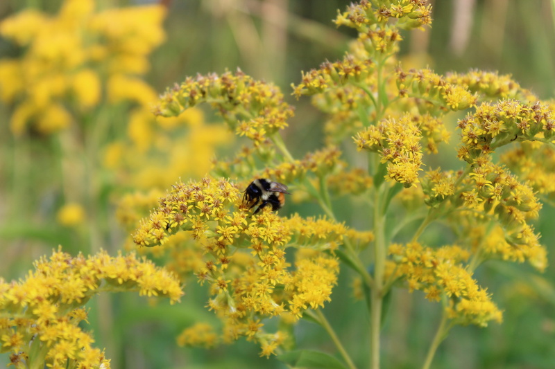 animal, nature, bloom, outdoors, flower head, beauty in nature, flower, animals in the wild, petal, goldenrod, bee, selective focus, fragility, one animal