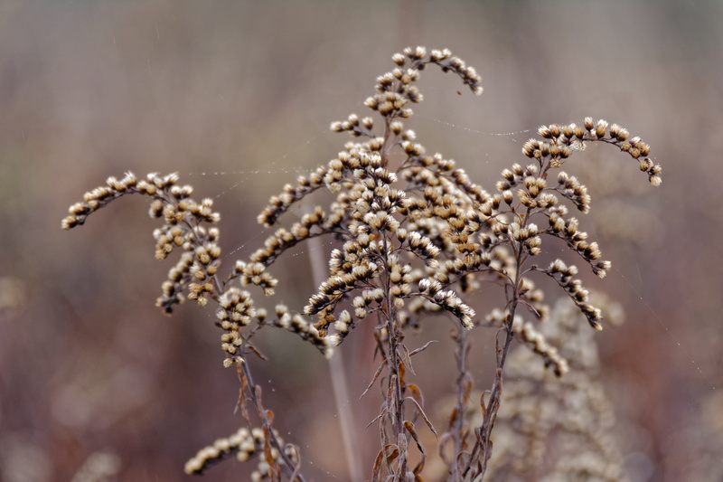 seeds, outdoors, plant stem, beauty in nature, flower, no people, growth, day, cold temperature, dry, focus on foreground, selective focus, autumn, nawłocie