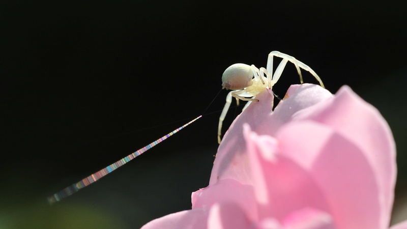 macro, beauty In Nature, vulnerability, wildlife, animal wildlife, nature, fragility, flower, freshness, 1080P, no people, invertebrate, one animal, studio shot