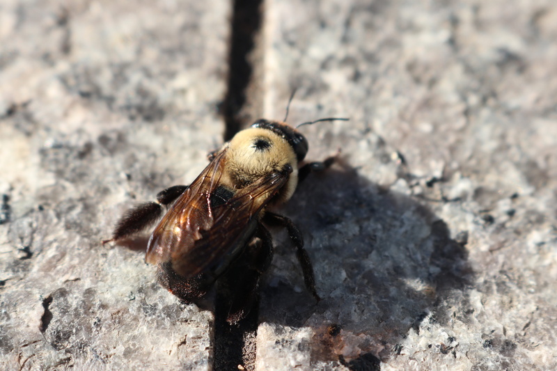 5K, animal themes, bee, sunlight, invertebrate, no people, day, animal, selective focus, butterfly - insect, focus on foreground, nature, summer, animal wing