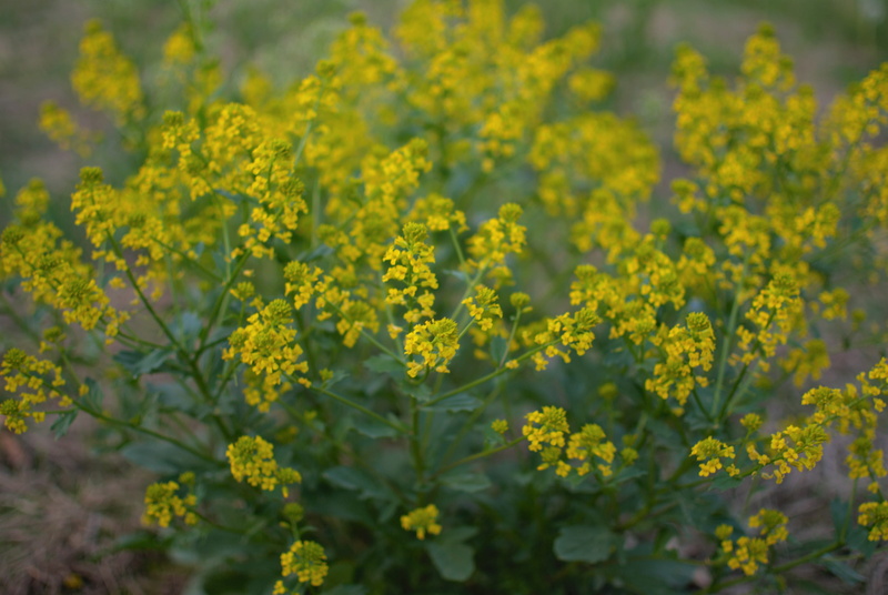 close-up, growth, no people, goldenrod, mogadore, oilseed rape, field, flowering plant, abundance, fragility, flower head, yellow, freshness, outdoors