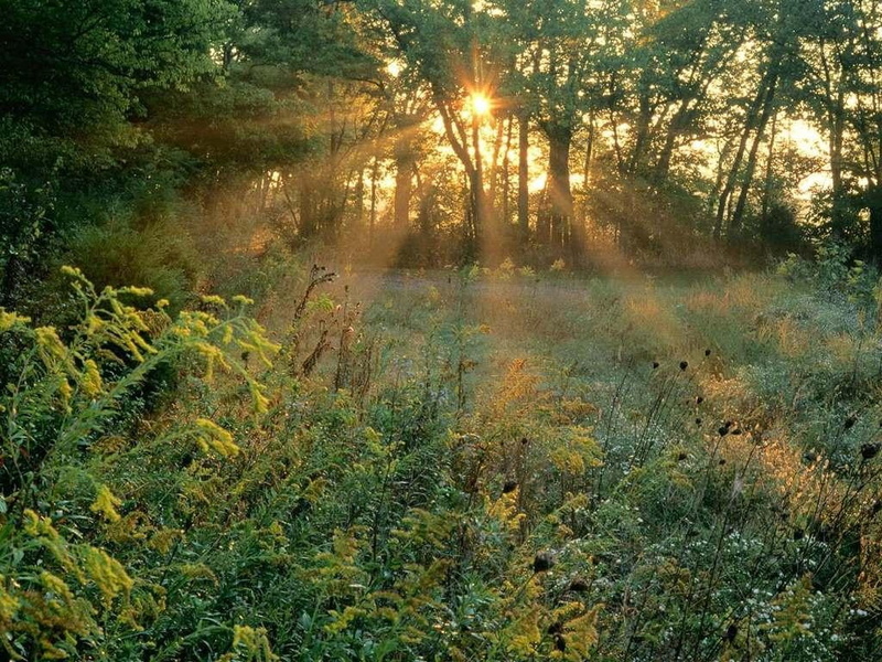 sunbeams, Tenessee, art, nature, Field, fields, goldenrods, 480P, hd