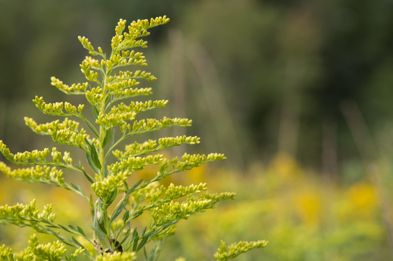 united states, day, growth, close-up, moravia, yellow, green color, no people, tranquility, land, nature, goldenrod, autumn, plant part, outdoors