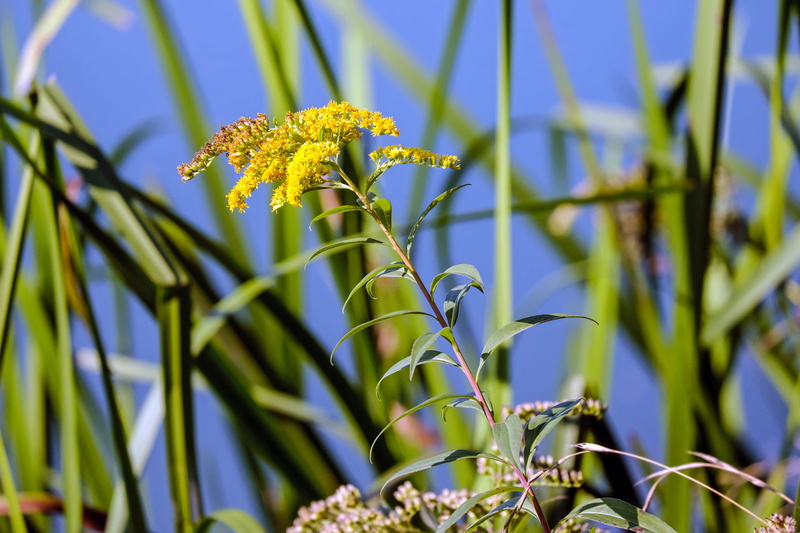 focus on foreground, golden rod, sunlight, blossom, flowers, selective focus, fragility, rhine river, nature, yellow, beauty in nature, bloom, autumn, outdoors