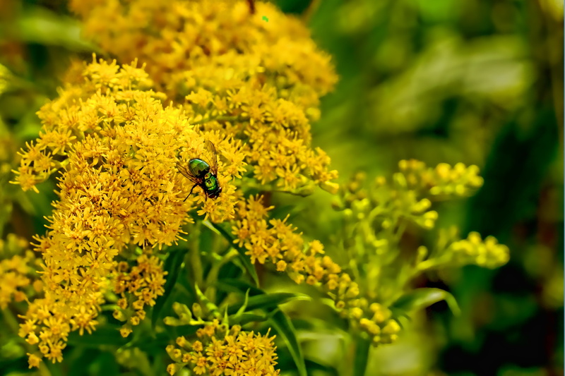 one animal, outdoors, plant, flower, pollination, canadian goldenrod, vulnerability, growth, flower head, blossom, bloom, petal, no people, animal themes