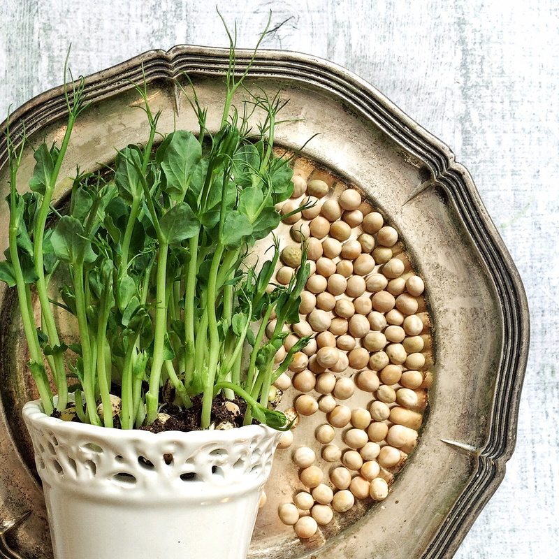 still life, micro green, yellow peas, high angle view, ceramic, food and drink, beige, food, 1080P, bowl, table, scalloped, photo, decoration, leafed