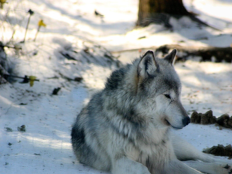 dog, laying, no people, animal, wolf, outdoors, pets, canine, focus on foreground, land, 720P, vertebrate, mammal, day, cold temperature, animals in the wild