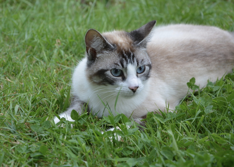 animal themes, cat blue eyes, kitten, land, whisker, no people, young Animal, vertebrate, pets, green, 5K, looking, Nature, field, brown, eyes, Animal