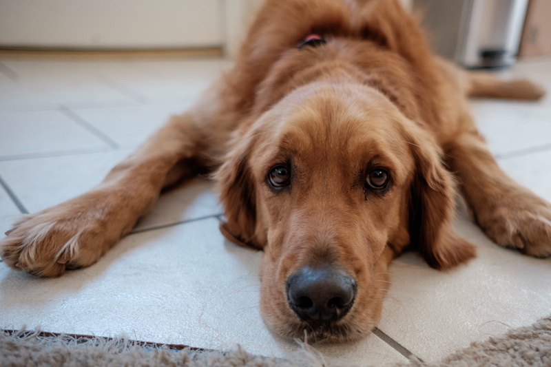puppy, close up, tiled floor, eyes, domestic animals, brown, relaxation, house, canine, animal head, bored, cozy, sick, no people, close, sleepy, snout
