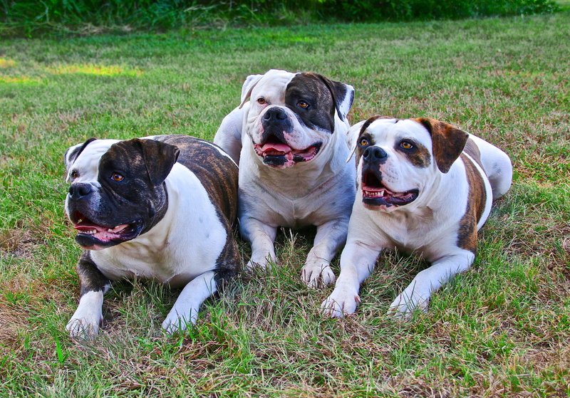 three, 4K, domestic animals, field, pets, dogs laying down, animal themes, dogs posing, land, mouth open, plant, ground, day, no people, vertebrate, animal