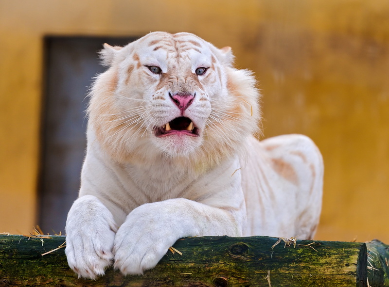 animal mouth, Beautiful, Wild, whisker, focus on foreground, relaxation, Tiger, feline, animal themes, pets, cat, white tiger, sitting, domestic animals