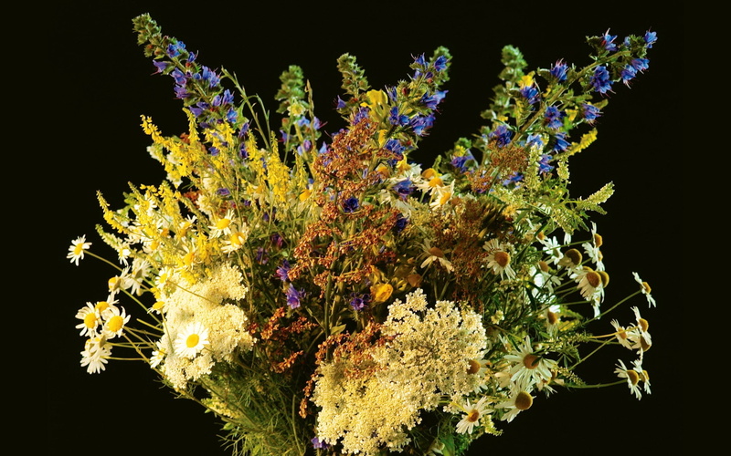 decoration, tree, 1080P, daisies, season, flowering plant, studio shot, close-up, backgrounds, nature, springtime, purple, leaf, salvia, fragility, no people