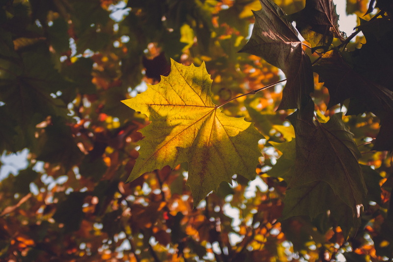 natural condition, autumn, flora, maple tree, linyi, sunflower, leaves, day, plant, sycamore, blossom, outdoors, vine, maple, branch, beauty in nature