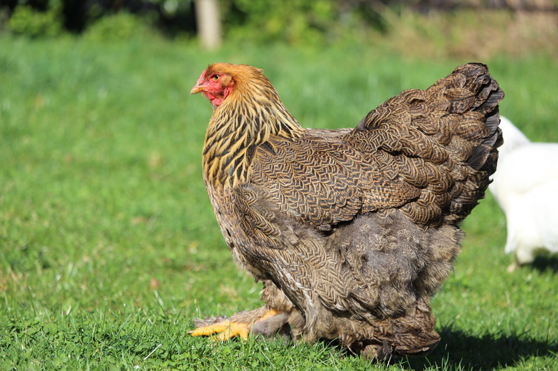field, no people, animal, chicken - bird, mammal, white, domestic, plumage, farm, animal themes, nature, fluffy, focus on foreground, brahma, natural, hen brahma