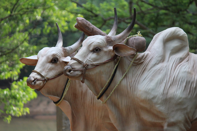 horns, hump, sculptures, nature, farming, view, no people, focus on foreground, mammal, 5K, domestic animals, animal wildlife, herbivorous, domestic, brahma