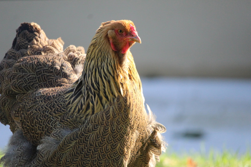 poultry, chicken, day, hen brahma, close-up, nature, hen, fluffy, 2K, no people, outdoors, mammal, domestic animals, plumage, bird, pen, pets, domesticated