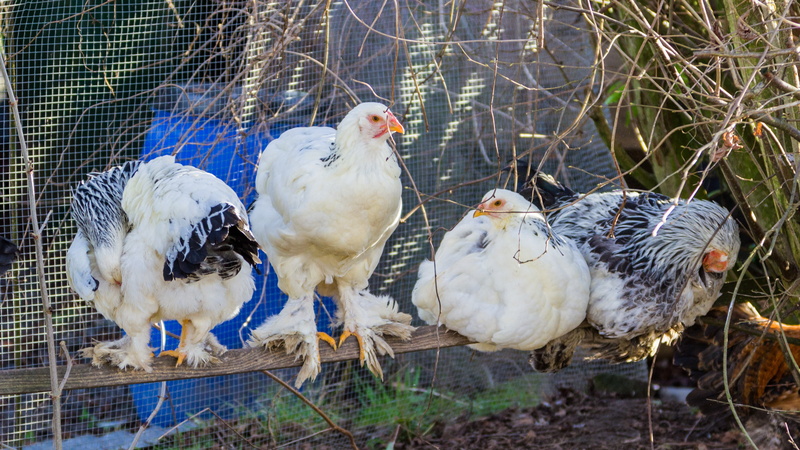 rod, farm, domestic, cage, poultry, animals in the wild, wildlife photography, animal, 4K, animal wildlife, day, nature, breed chicken, birdcage, animal family