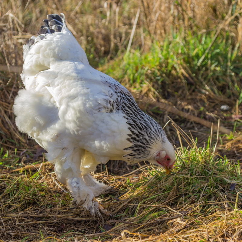 farm, vertebrate, plant, wildlife photography, range, animals in the wild, grass, bill, breed chicken, focus on foreground, animal, 2K, chickens, poultry
