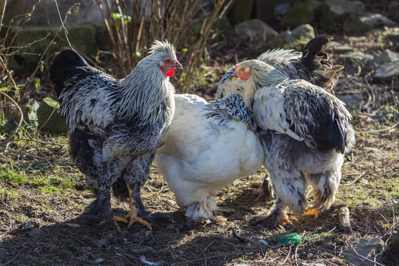 animal, day, outdoors, domestic, agriculture, poultry, brahma chicken, chicken, chicken - bird, domestic animals, three animals, chickens, land, farm, group of animals