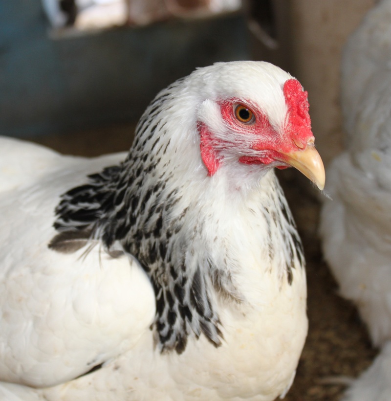 animal eye, pullet, livestock, animal head, domestic, animal themes, pet, white, vertebrate, close-up, crest, animals in the wild, poultry, bird, brahma