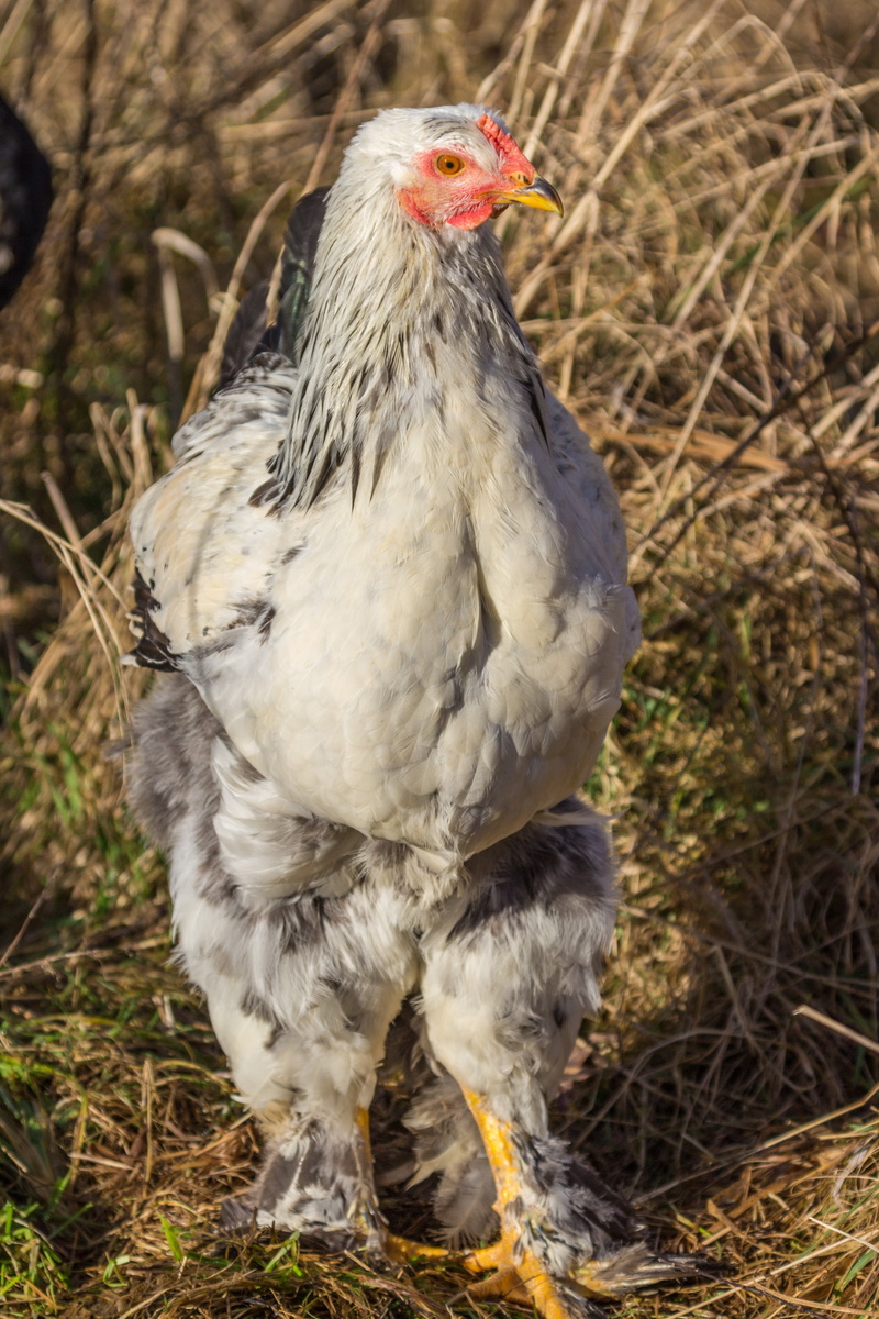 agriculture, range, breed chicken, farm, 4K, bill, day, chickens, one animal, rural Scene, wildlife photography, bird, chicken, animal, domestic animals