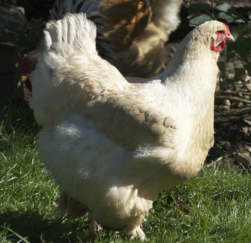 vertebrate, no people, plant, chicken, range, species, white, animal, nature, chicken - bird, zierrasse, livestock, wildlife photography, brahma hen, one animal