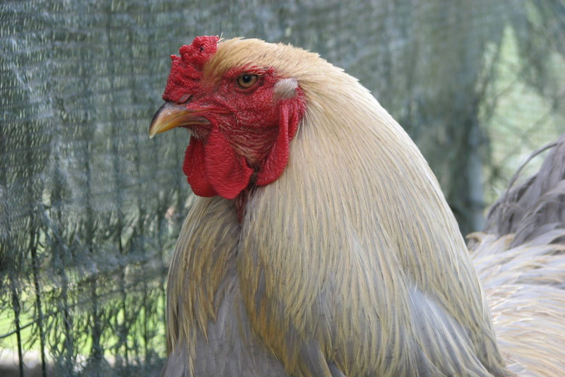 domestic, brahma, chicken, profile view, animal head, animal themes, pets, no people, bird, focus on foreground, rooster, day, animal body part, close-up