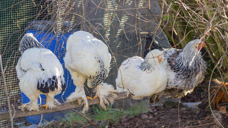 chicken, group of animals, domestic, vertebrate, plant, wildlife photography, pets, brahma chicken, tree, white color, nature, bird, animal themes, cage