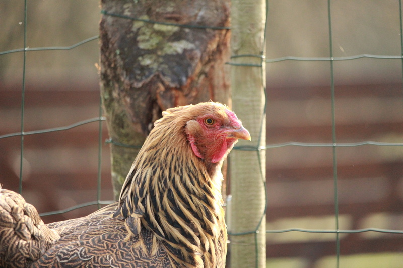 hen brahma, domestic animals, no people, farm, vertebrate, livestock, agriculture, animal themes, pets, brown, chicken, rooster, hen, chicken - bird, one animal